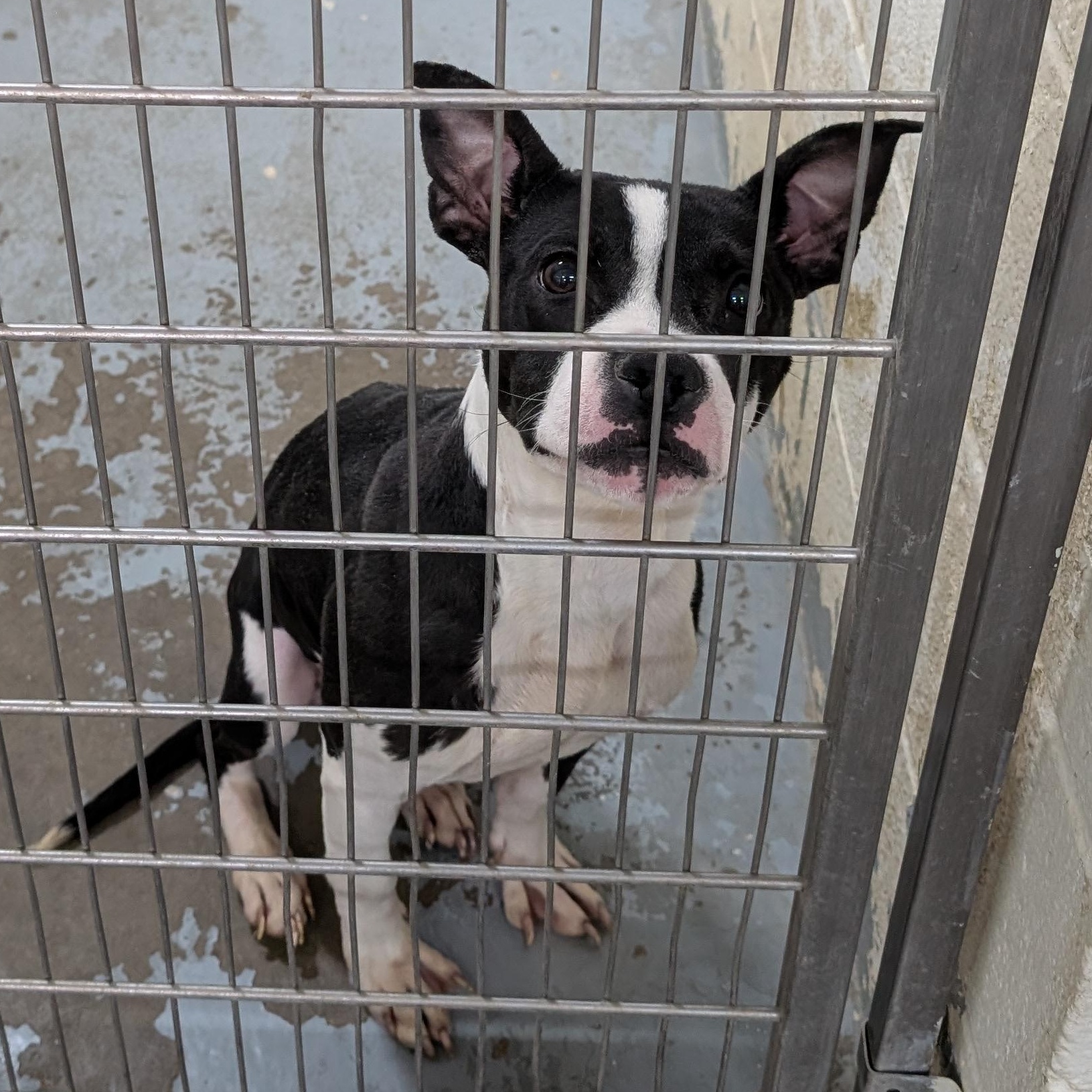 190131 LOOKING FOR OWNER, adopted, Adult Female Boston Terrier.
