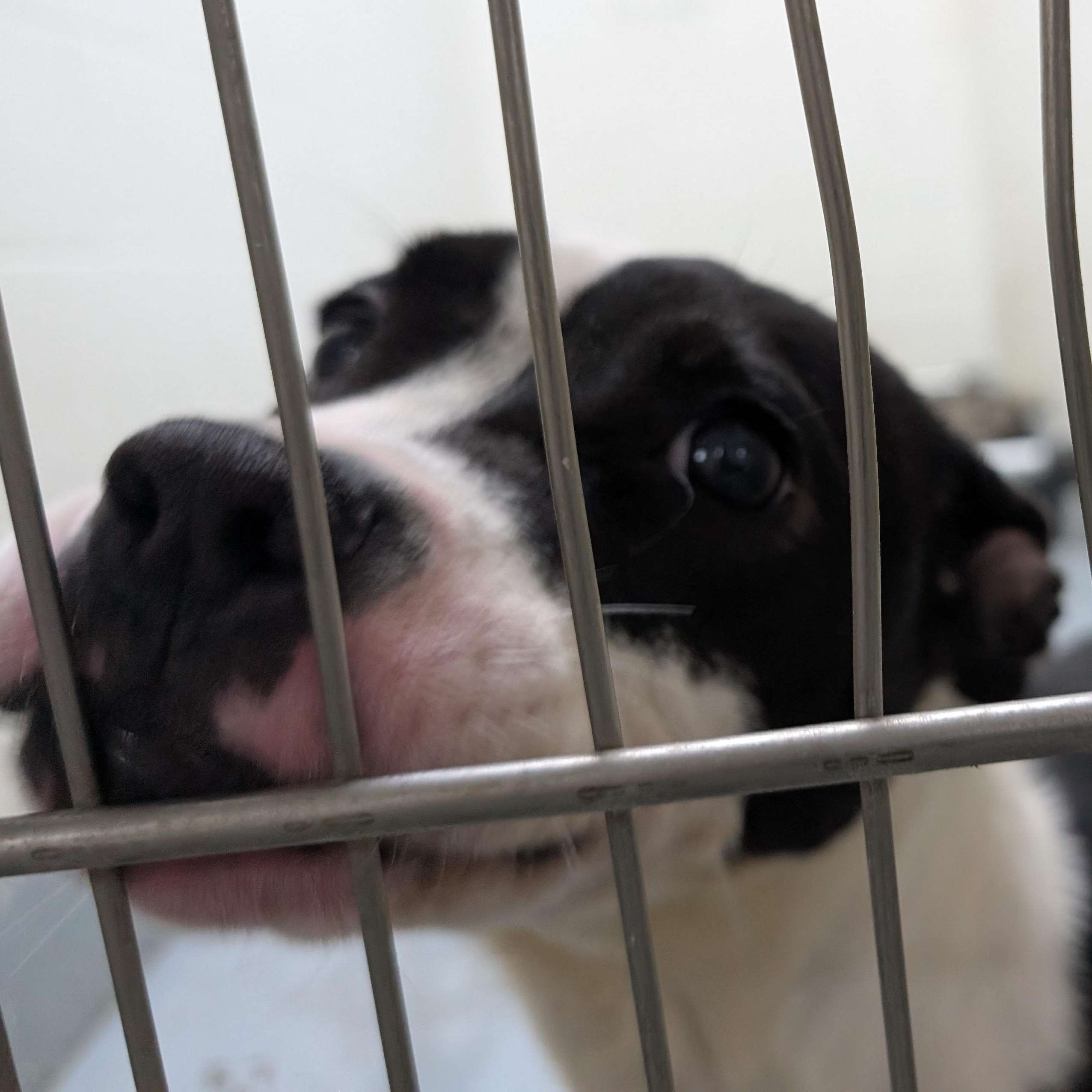 Enlarge 190131  LOOKING FOR OWNER, a ADOPTABLE mixed breed in Ravenna, OH image 2/2