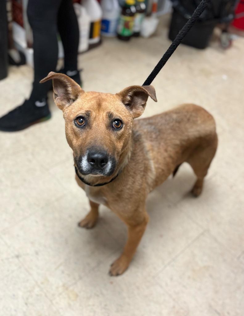 Enlarge Cranberry Sauce, a Adoptable mixed breed in Chillicothe, OH image 1/1