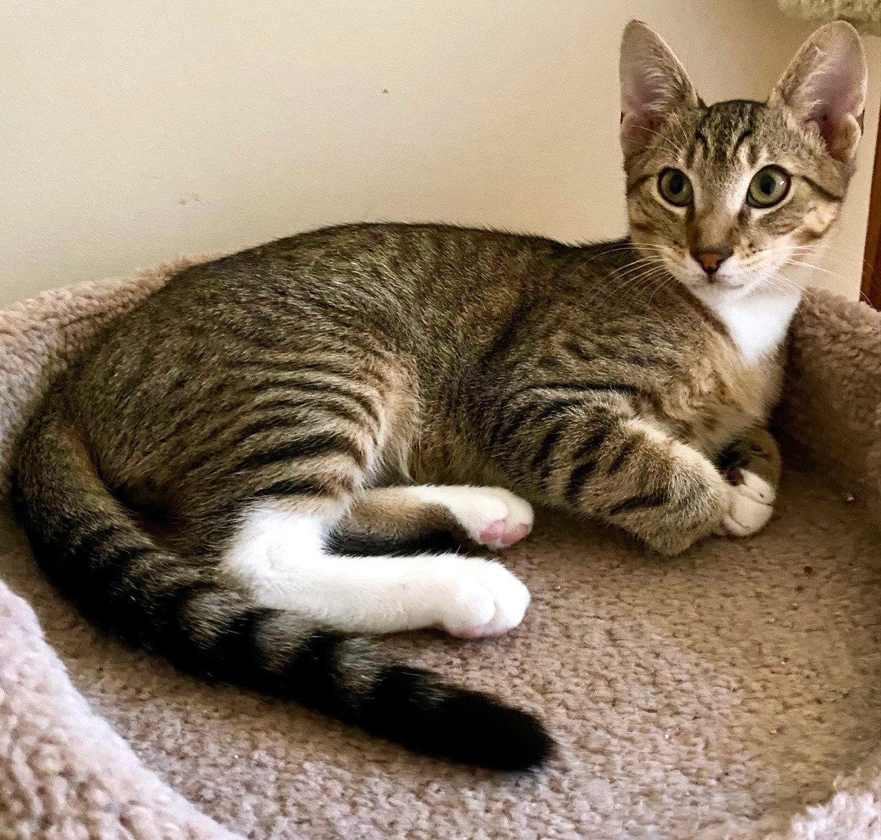 King, Adoptable, Young Male Domestic Short Hair.