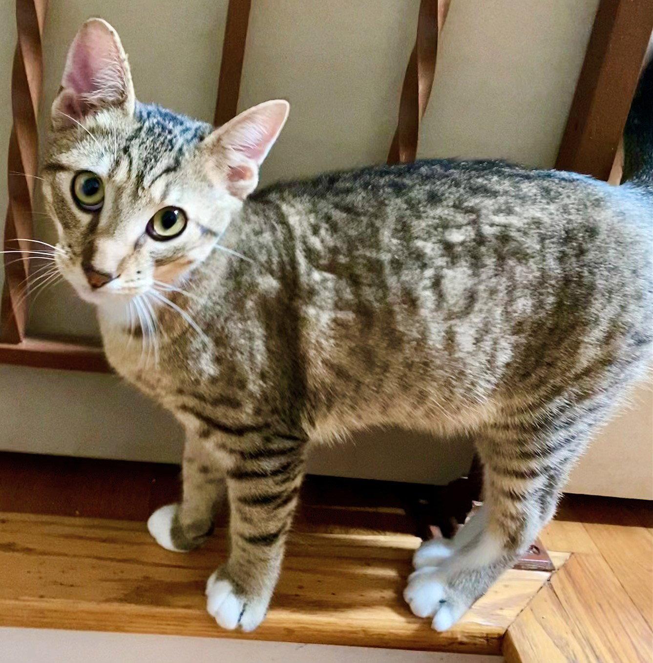 Enlarge King, a Adoptable Domestic Short Hair in Leesburg, VA image 3/3