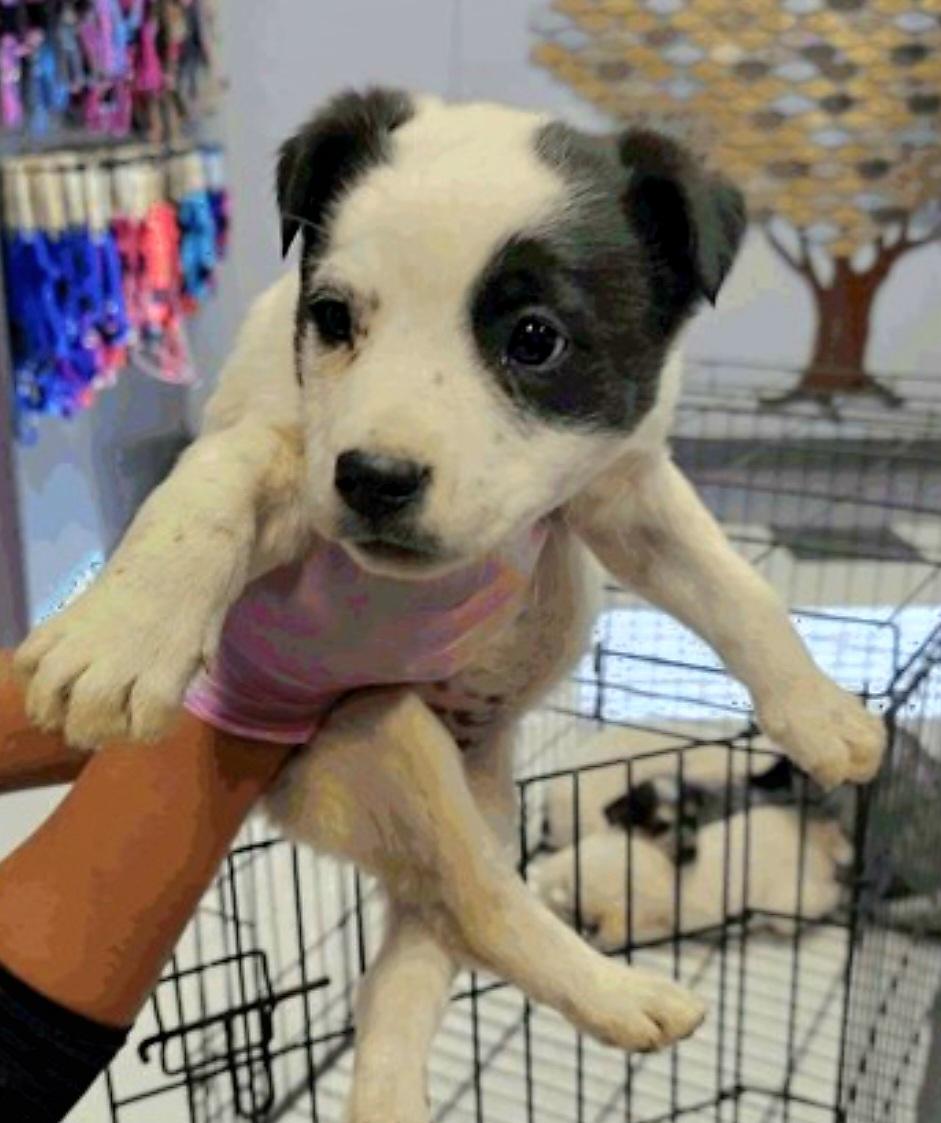 JANIS, ADOPTABLE, Puppy Female Australian Cattle Dog / Blue Heeler.