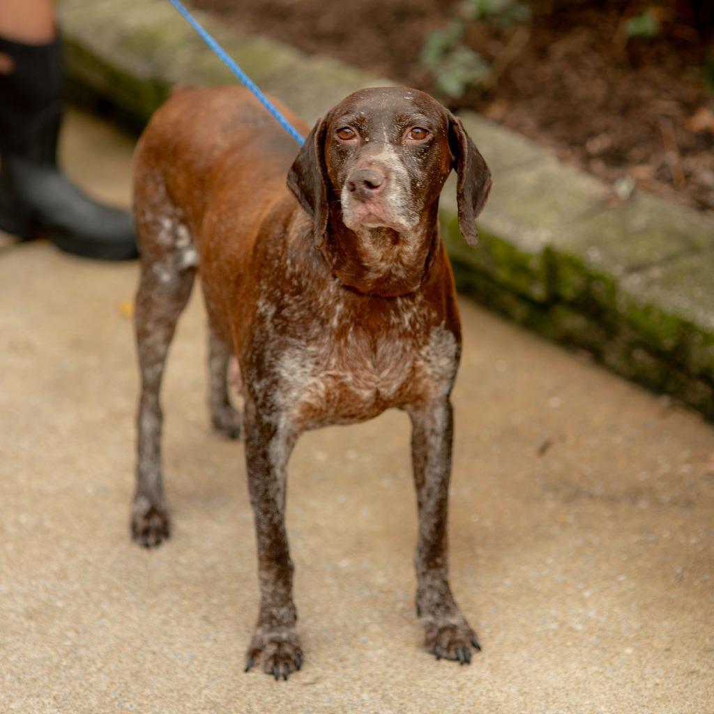 Enlarge Mira, a Adoptable German Shorthaired Pointer in Chester Springs, PA image 1/5