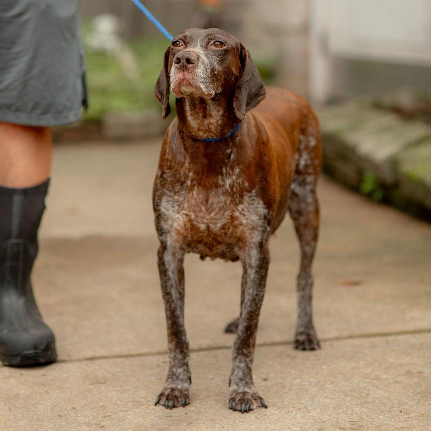 Enlarge Mira, a Adoptable German Shorthaired Pointer in Chester Springs, PA image 4/5