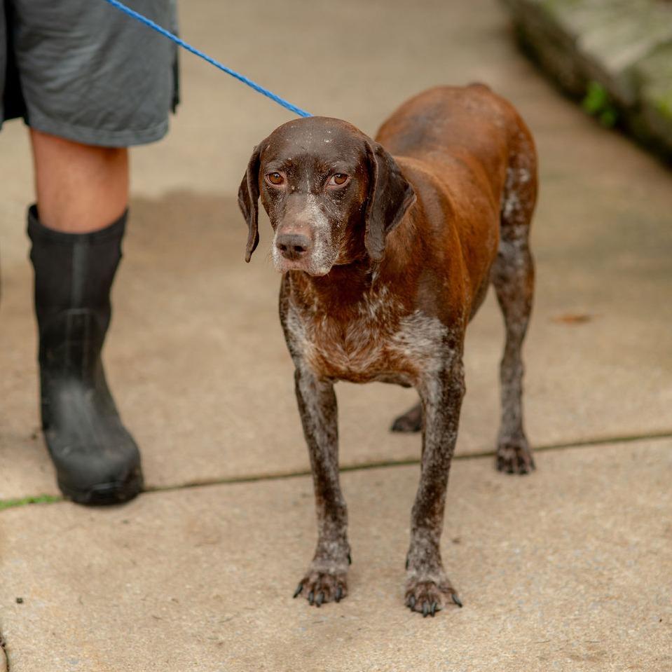 Enlarge Mira, a Adoptable German Shorthaired Pointer in Chester Springs, PA image 5/5