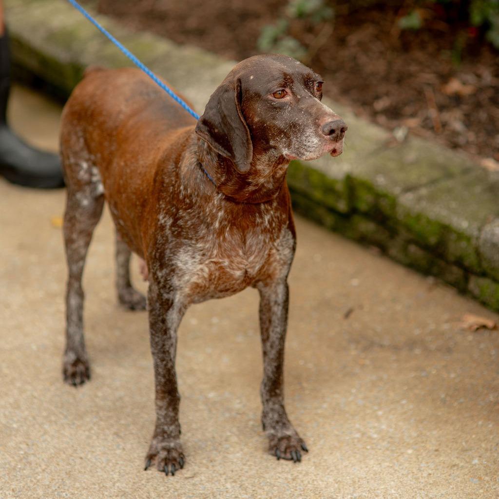 Enlarge Mira, a Adoptable German Shorthaired Pointer in Chester Springs, PA image 2/5