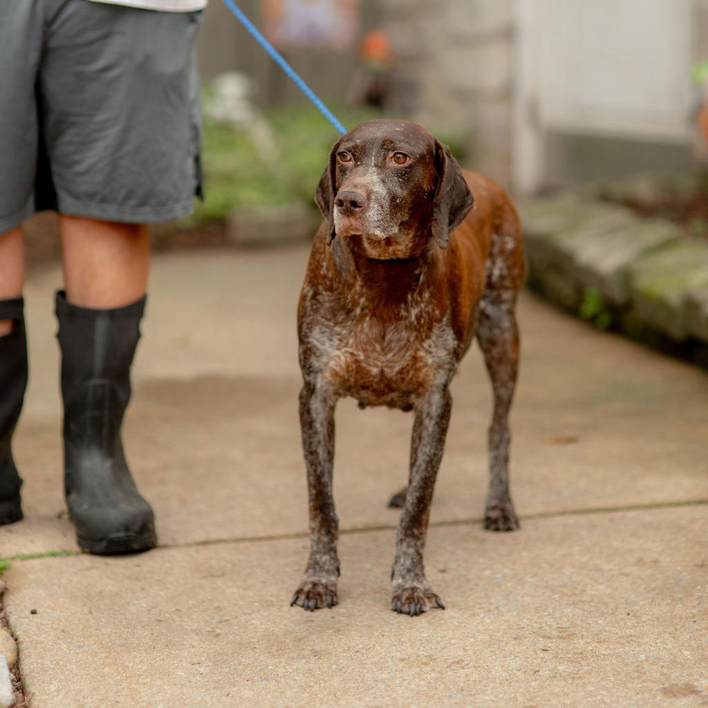 Enlarge Mira, a Adoptable German Shorthaired Pointer in Chester Springs, PA image 3/5