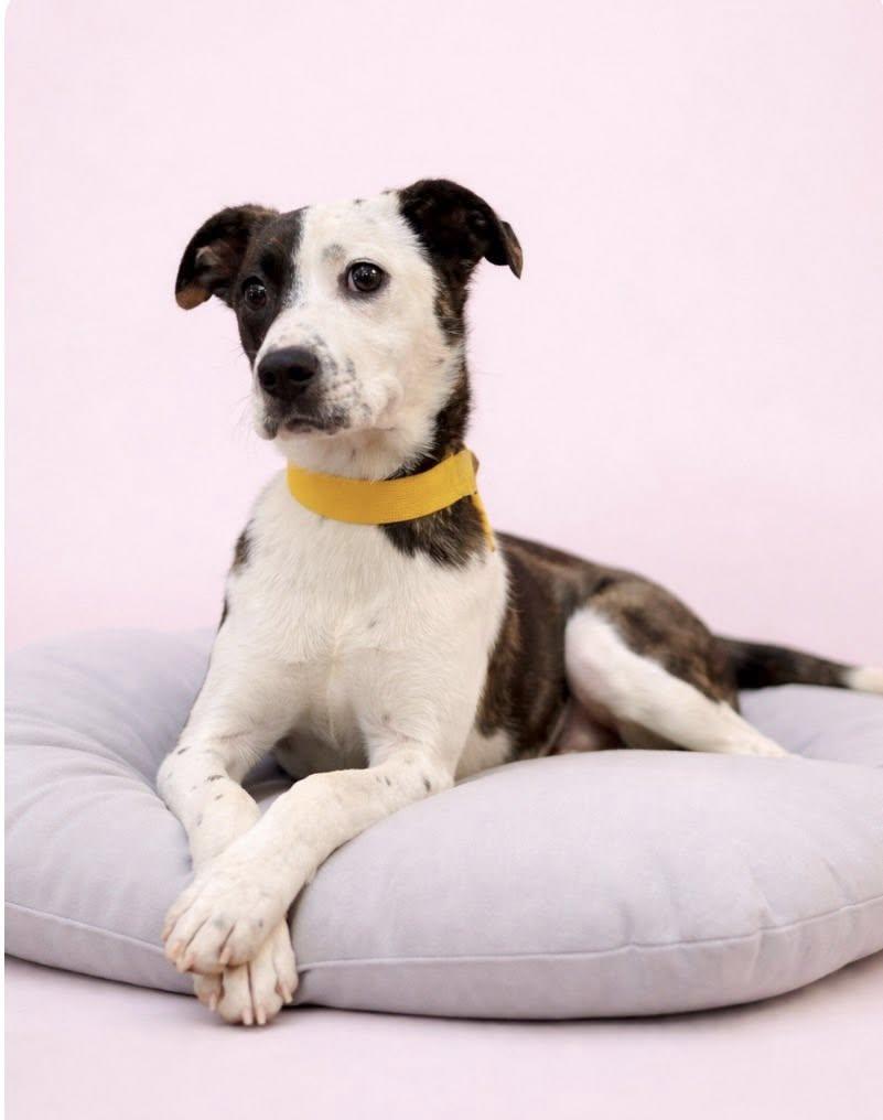 SPORTY SPICE, Adoptable, Young Female Feist.