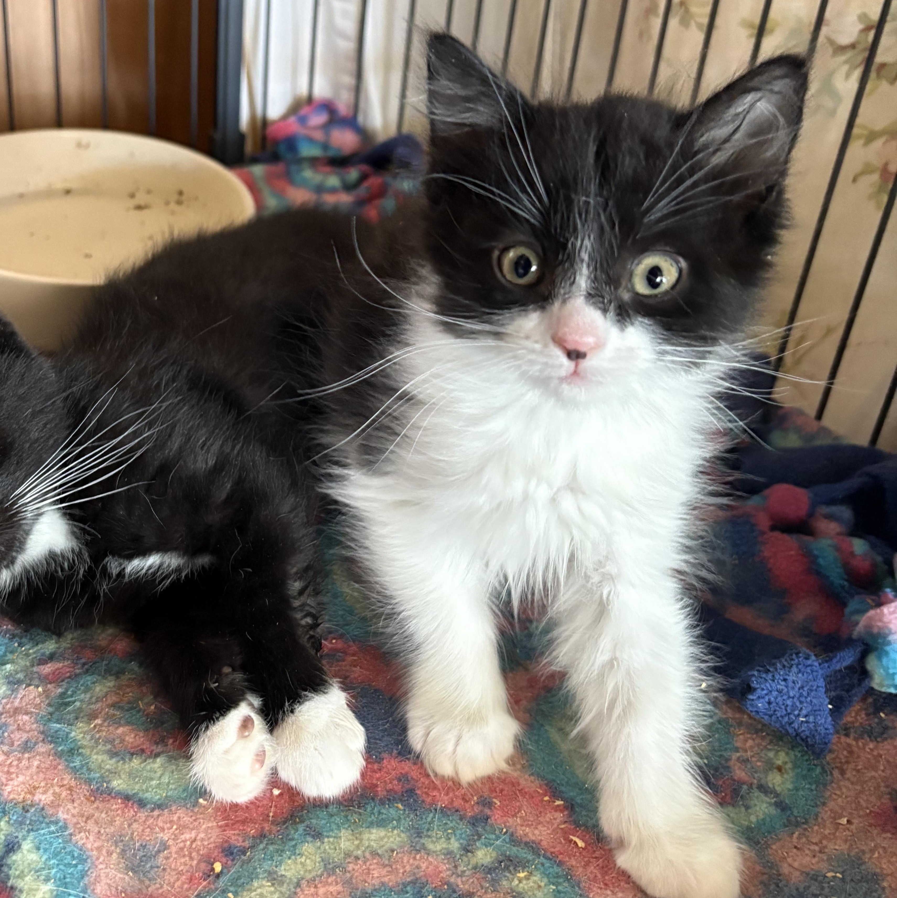 Sweet Clover Honey, Baby Female Domestic Medium Hair