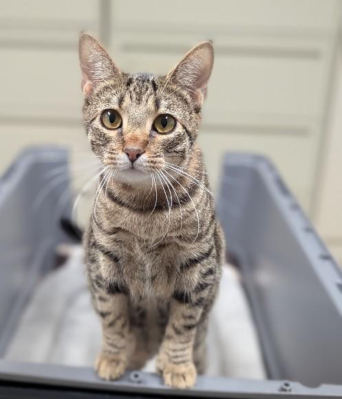 Enlarge Zion, an adoptable Extra-Toes Cat / Hemingway Polydactyl in Lafayette, LA image 2/5