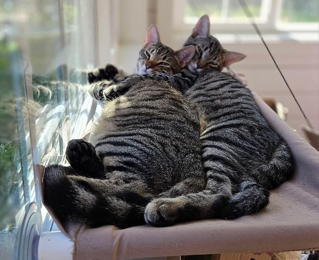 Enlarge Zion, an adoptable Extra-Toes Cat / Hemingway Polydactyl in Lafayette, LA image 5/5