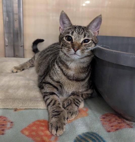 Zion, adoptable, Young Male Extra-Toes Cat / Hemingway Polydactyl.