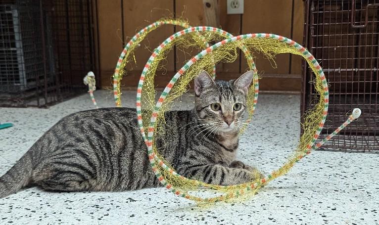 Enlarge Zion, an adoptable Extra-Toes Cat / Hemingway Polydactyl in Lafayette, LA image 3/5