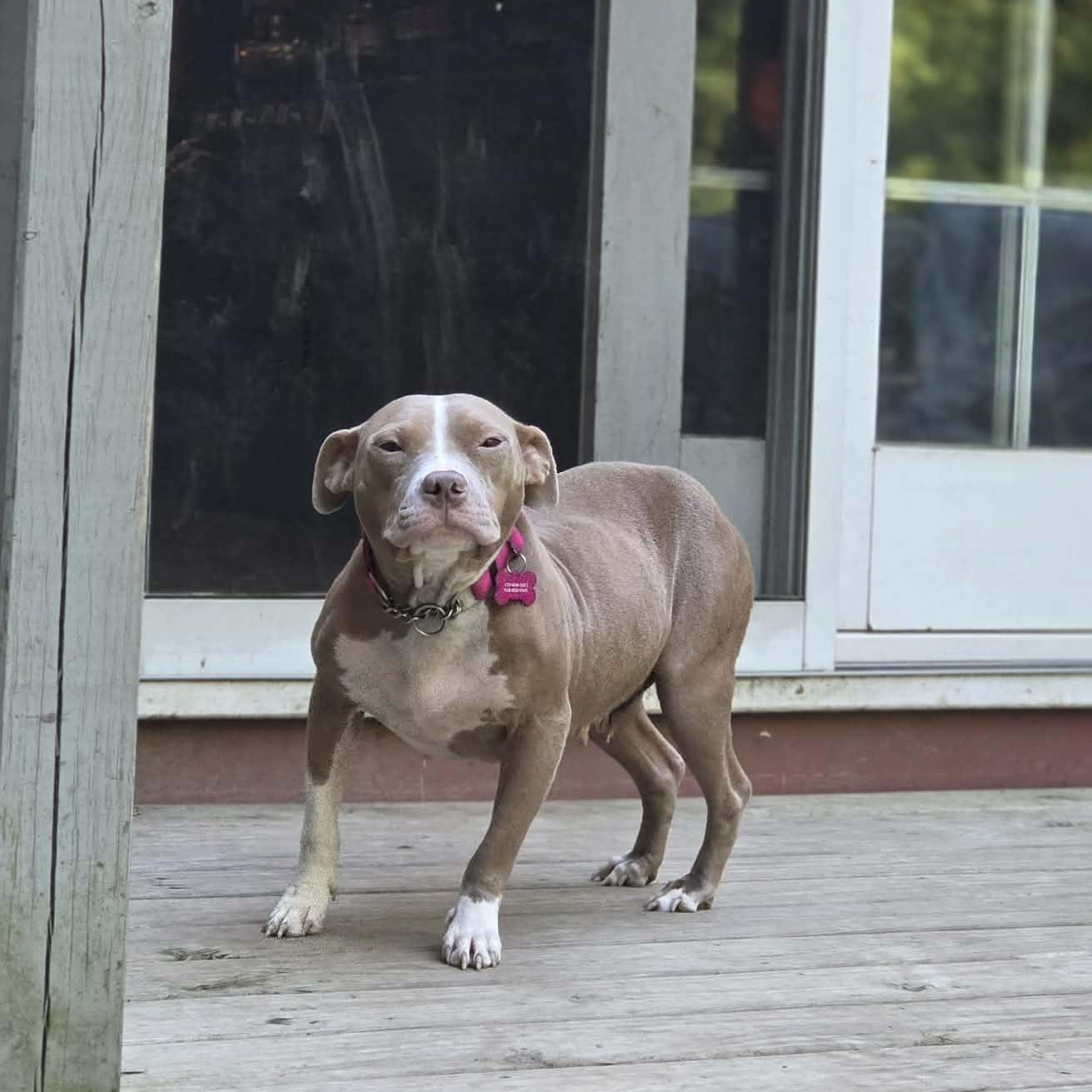 Enlarge Annie, a Adoptable mixed breed in Schenectady, NY image 4/4