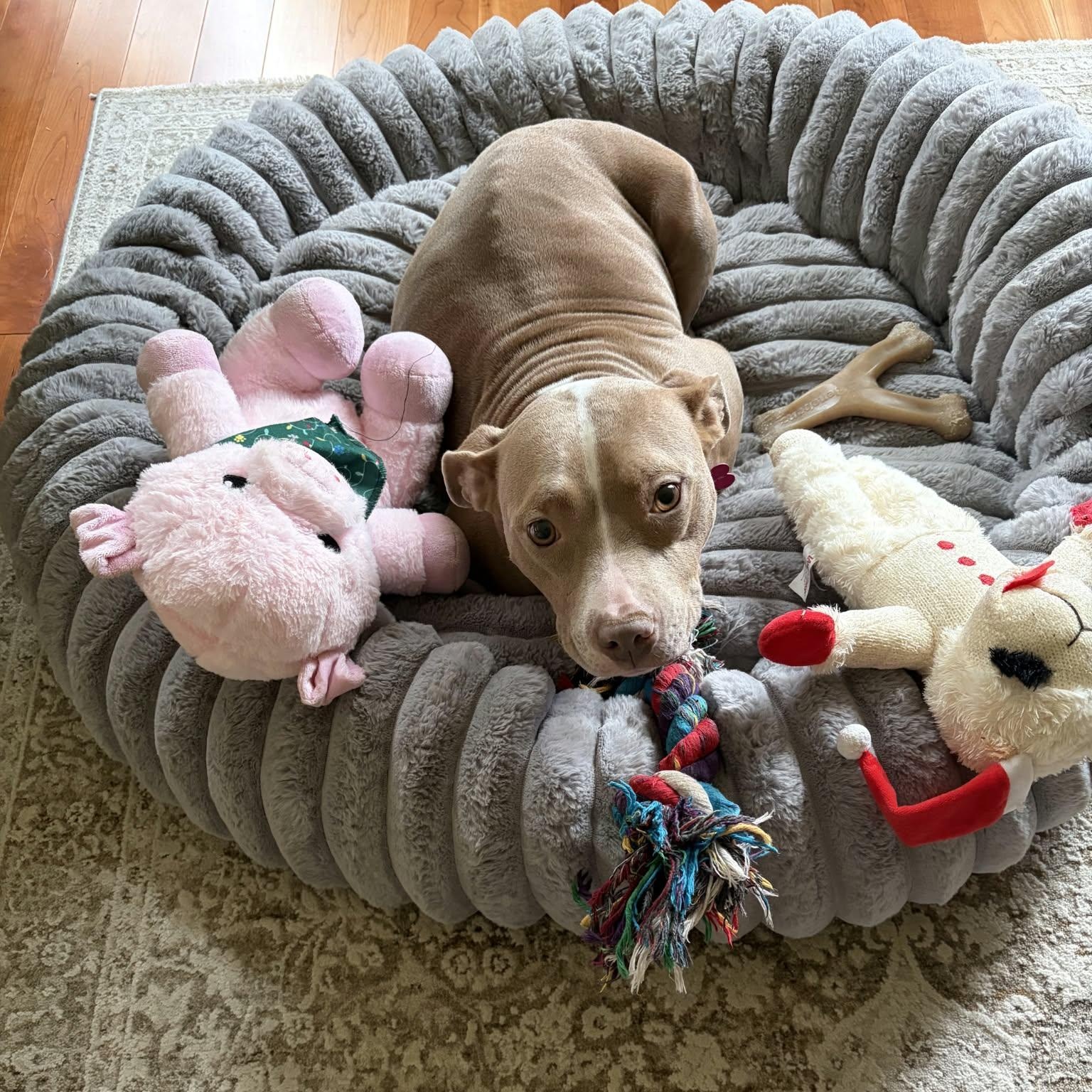 Enlarge Annie, a Adoptable mixed breed in Schenectady, NY image 2/4