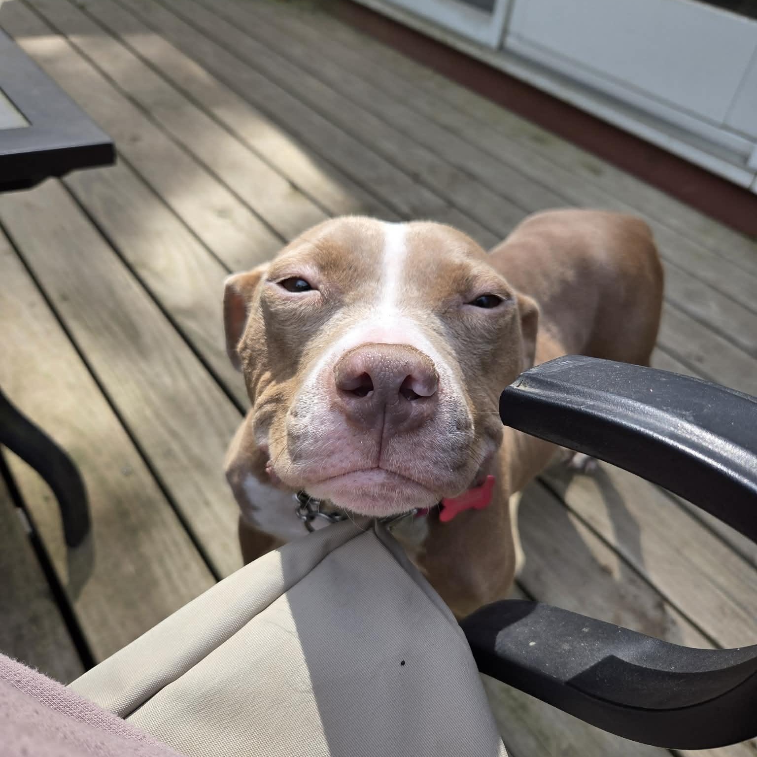 Annie, Adoptable, Adult Female Pit Bull Terrier.