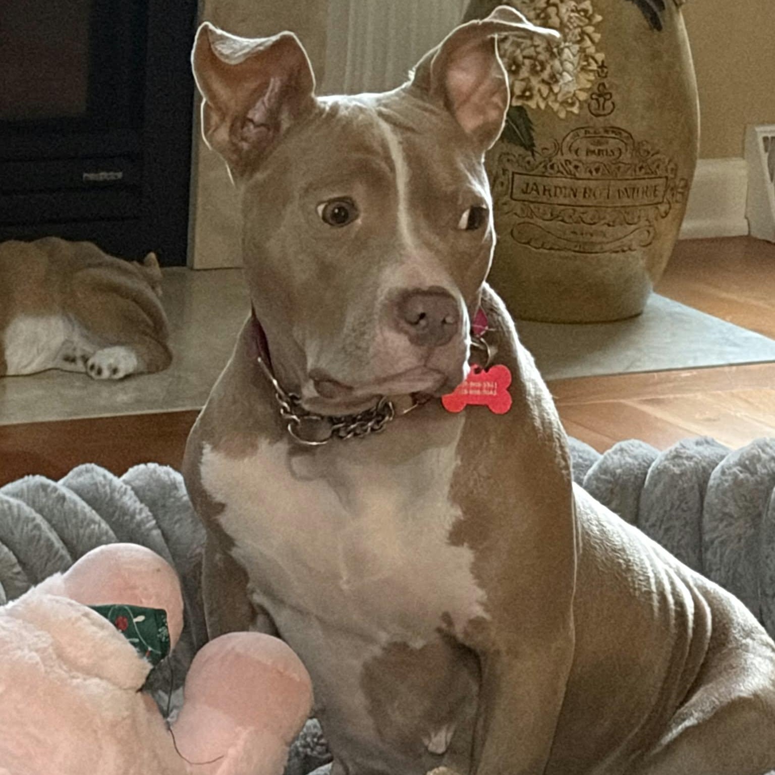 Enlarge Annie, a Adoptable mixed breed in Schenectady, NY image 3/4