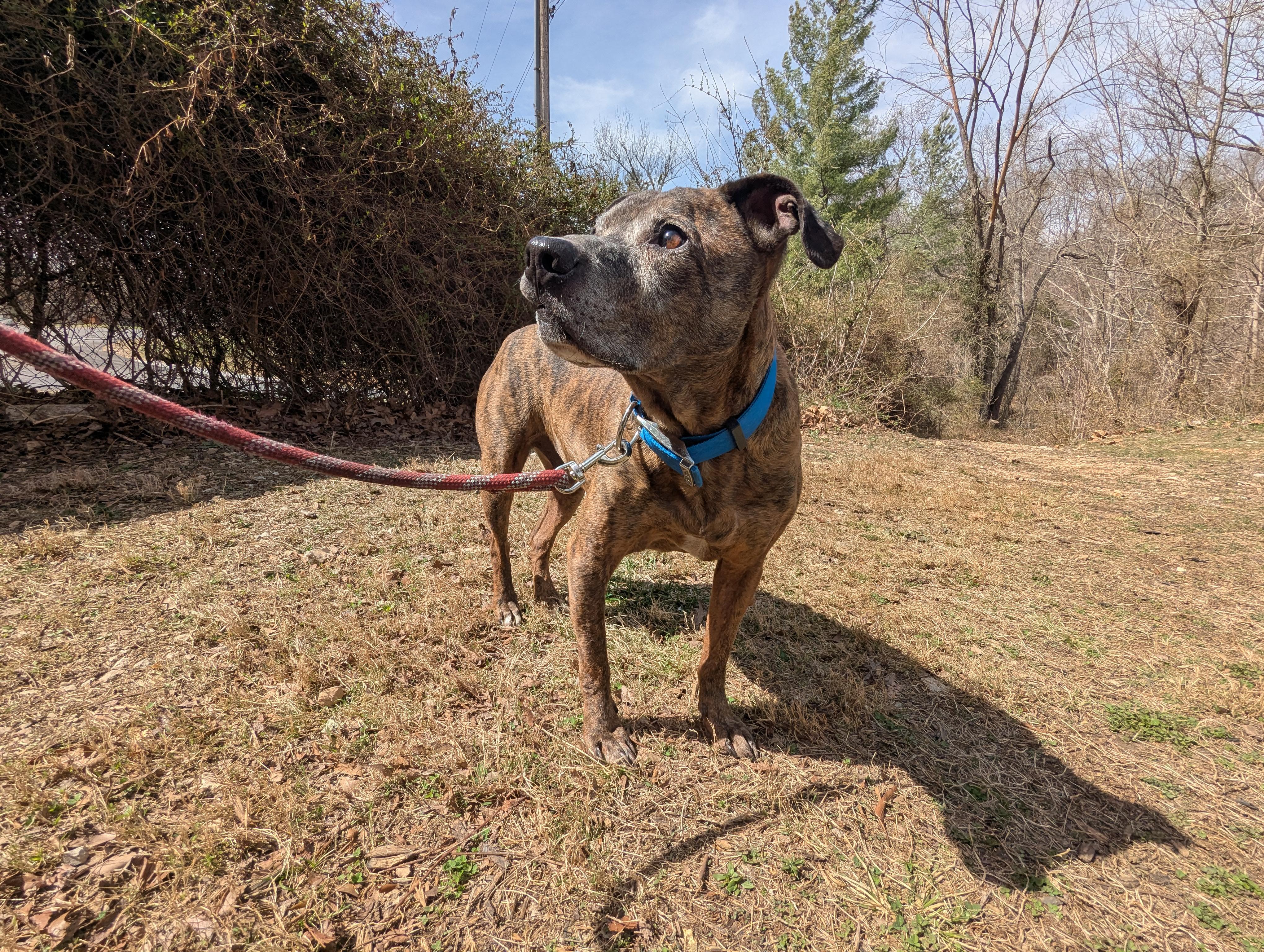 Sonny, a Adoptable mixed breed in Reeds Spring, MO image 2/3