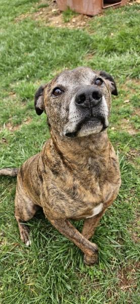 Sonny, a Adoptable mixed breed in Reeds Spring, MO image 1/3