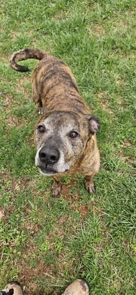 Sonny, a Adoptable mixed breed in Reeds Spring, MO image 3/3