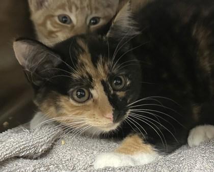 Sweetie, Adoptable, Kitten Female Domestic Short Hair & Domestic Short Hair.