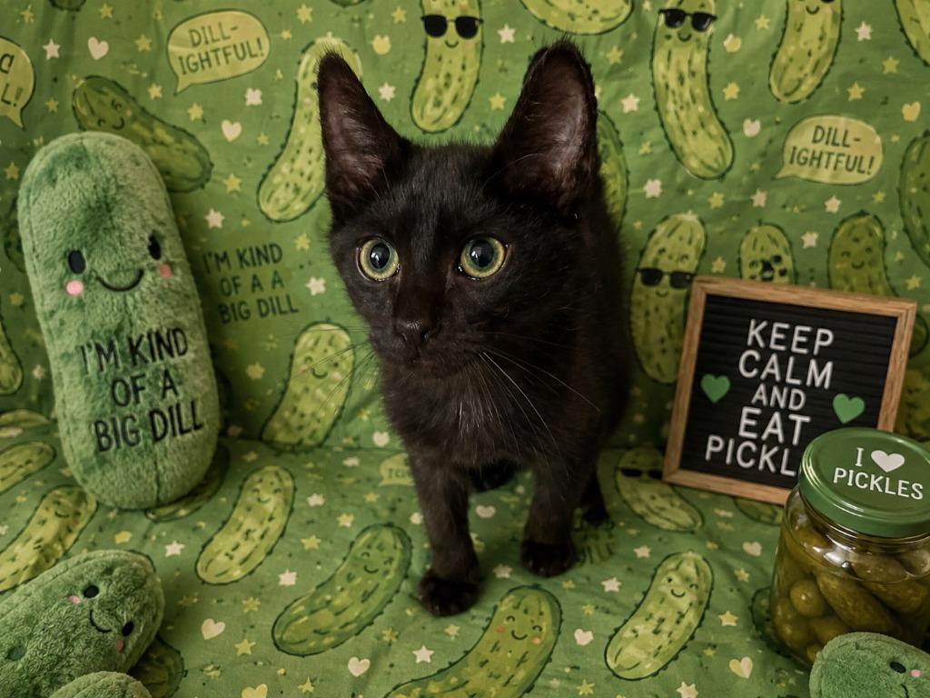 Pickles, a Adoptable mixed breed in Johnson City, TN image 1/5