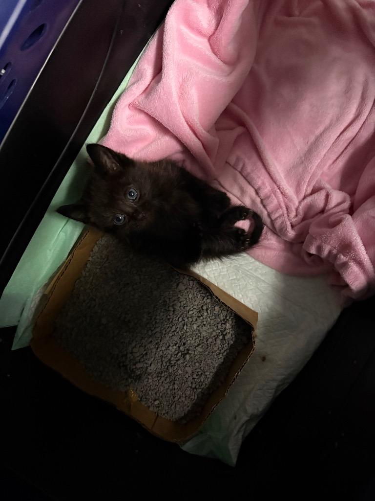 Pickles, a Adoptable mixed breed in Johnson City, TN image 3/5