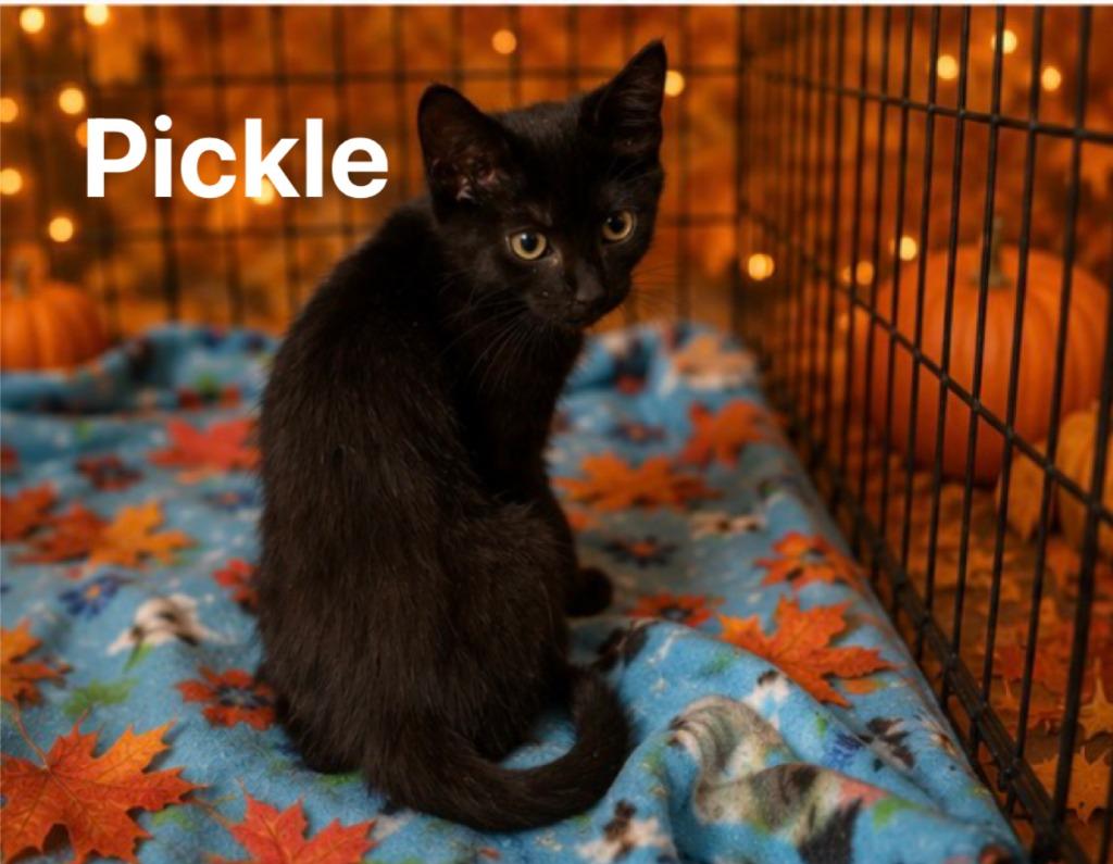 Pickles, a Adoptable mixed breed in Johnson City, TN image 4/5