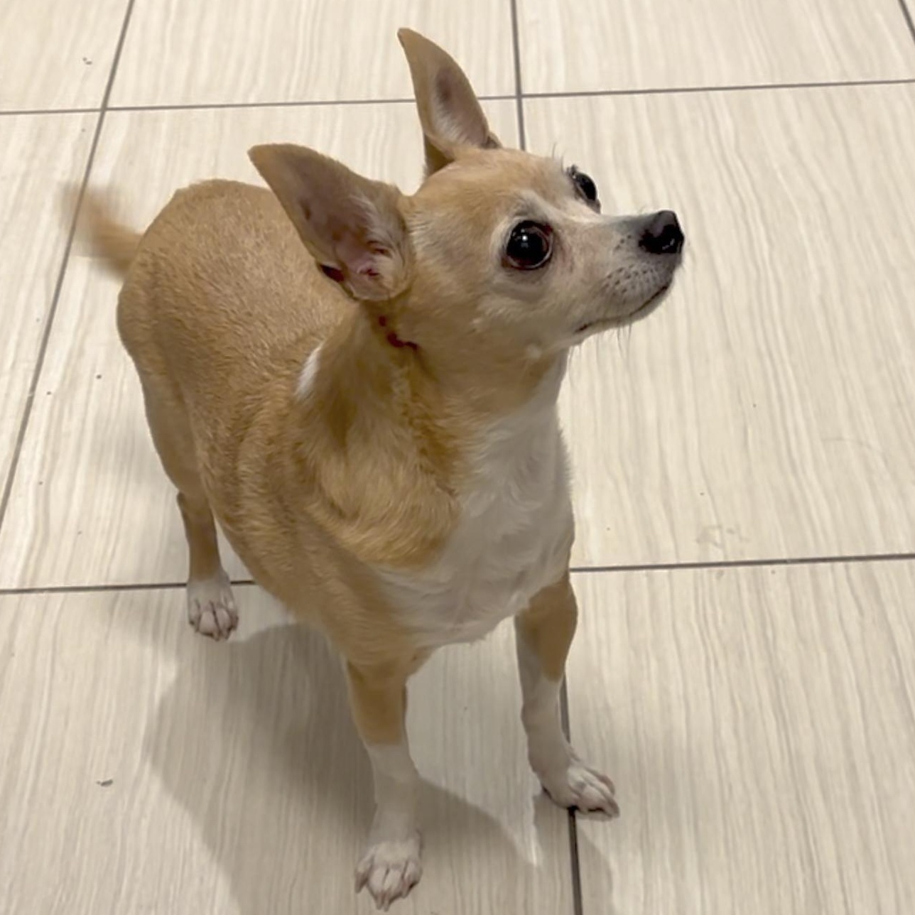 Sammie, ADOPTABLE, Senior Female Chihuahua.