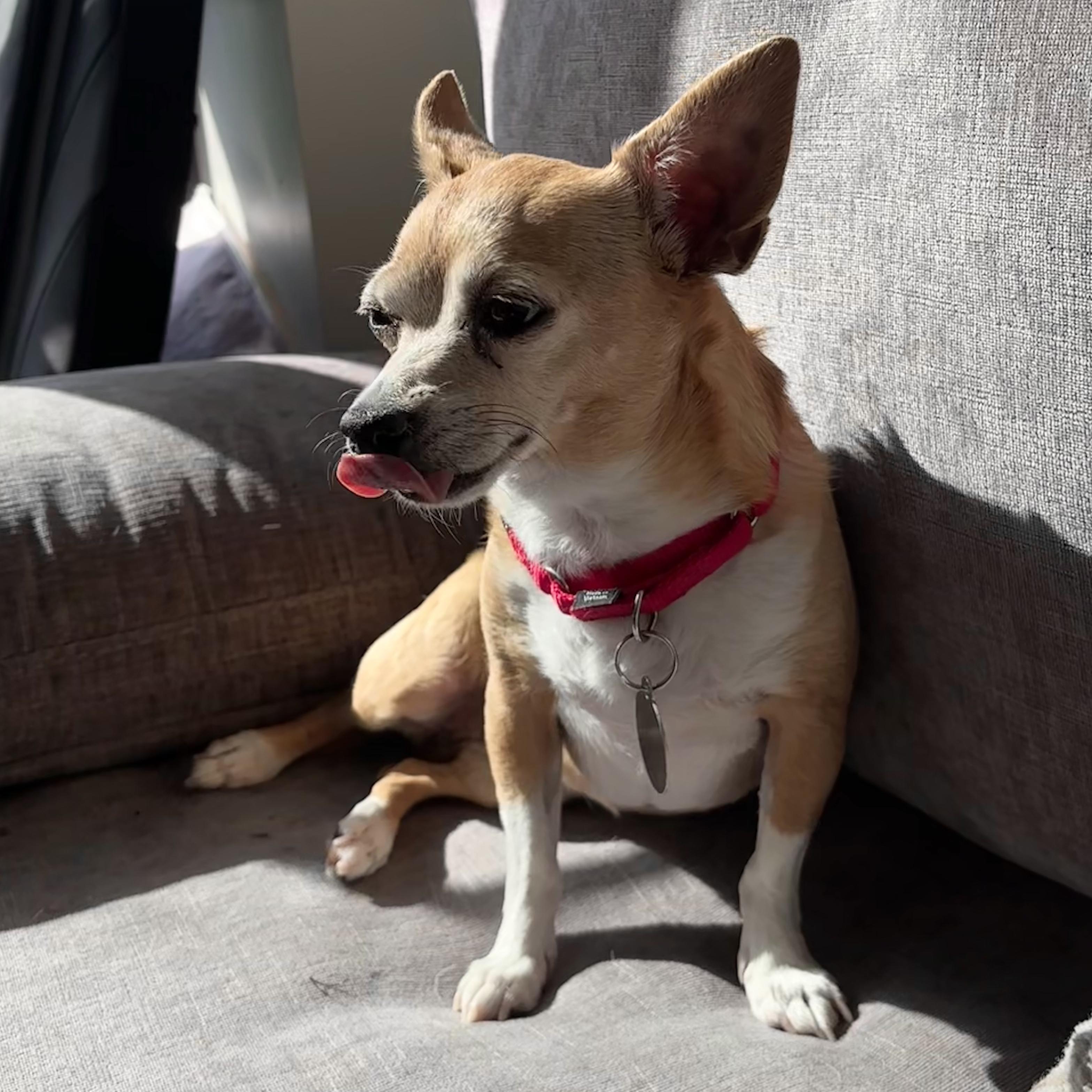 Sammie, a ADOPTABLE mixed breed in Brooklyn, NY image 5/6