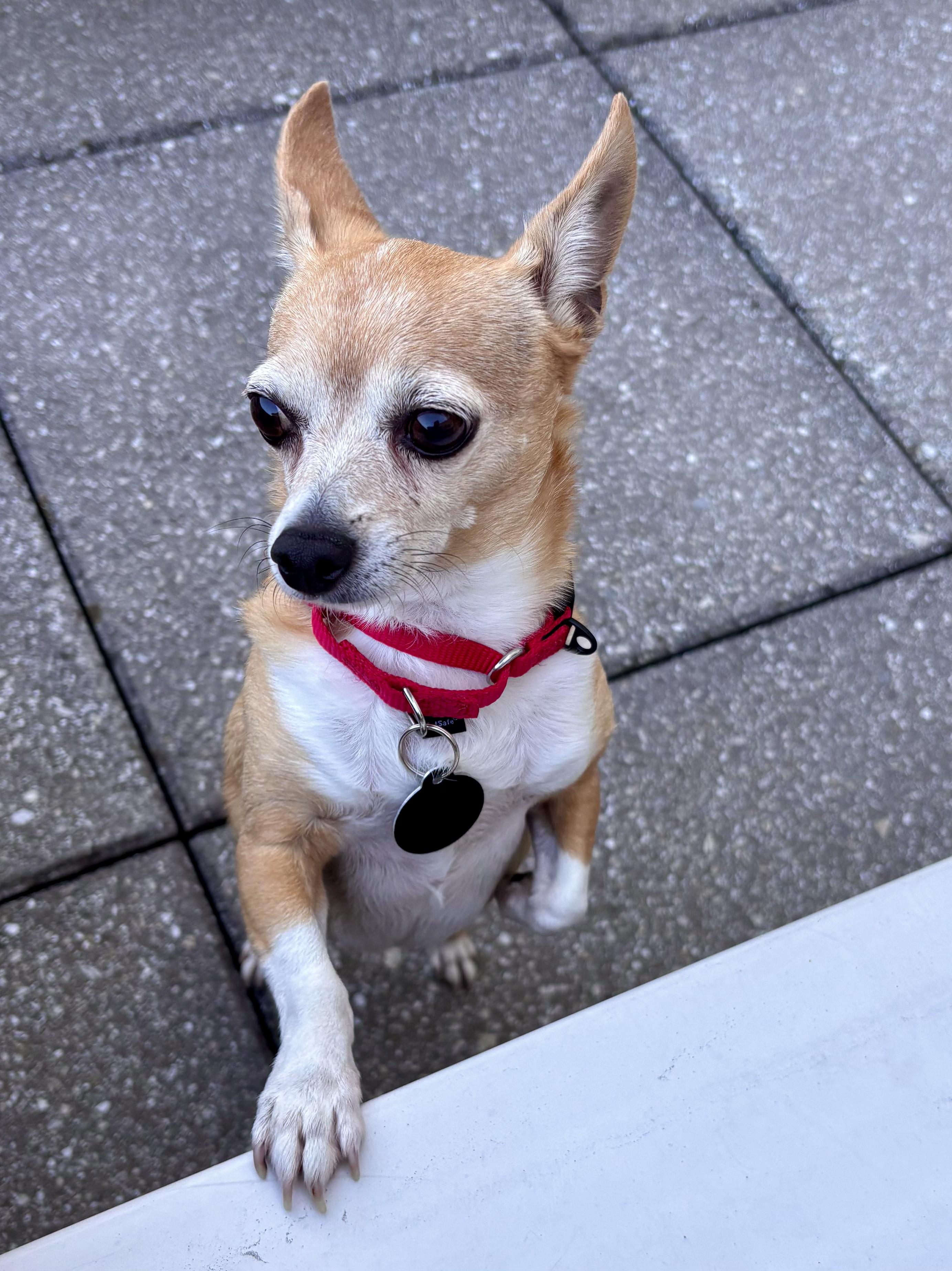 Sammie, a ADOPTABLE mixed breed in Brooklyn, NY image 6/6