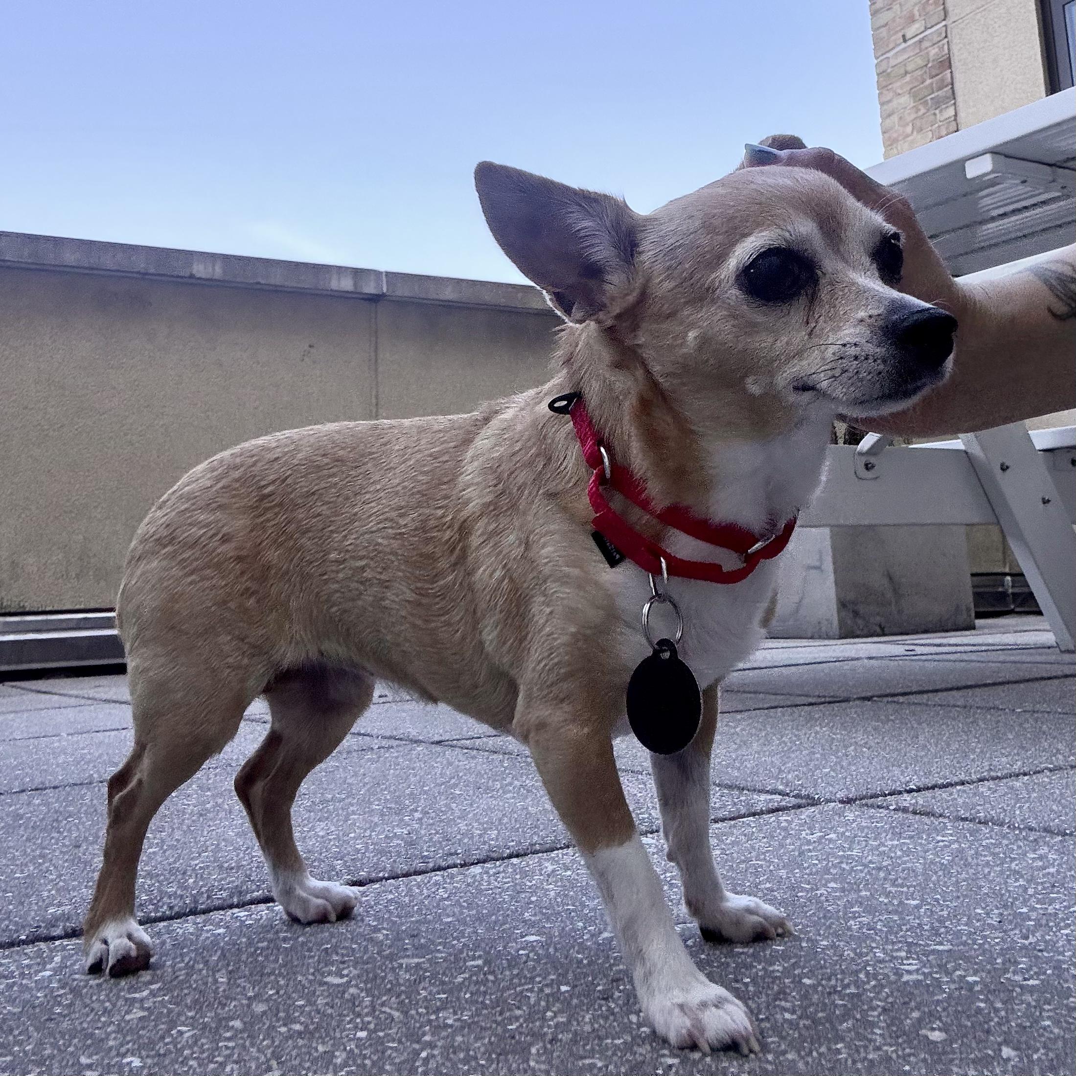 Sammie, a ADOPTABLE mixed breed in Brooklyn, NY image 3/6