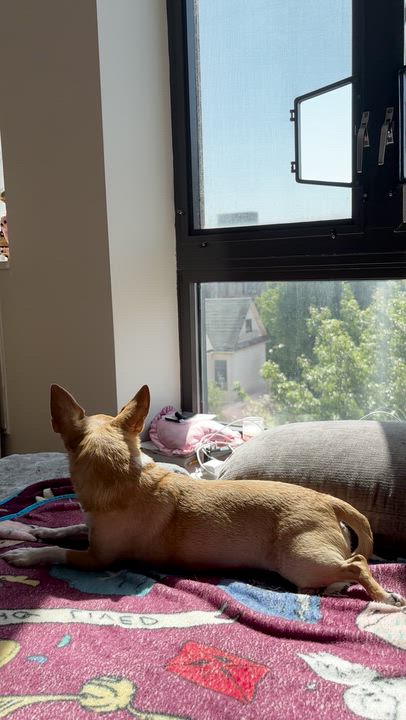 Enlarge Sammie, a ADOPTABLE mixed breed in Brooklyn, NY video 4/6