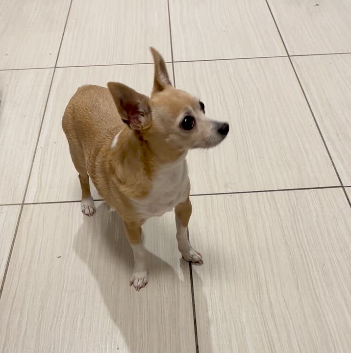 Enlarge Sammie, a ADOPTABLE mixed breed in Brooklyn, NY video 2/6