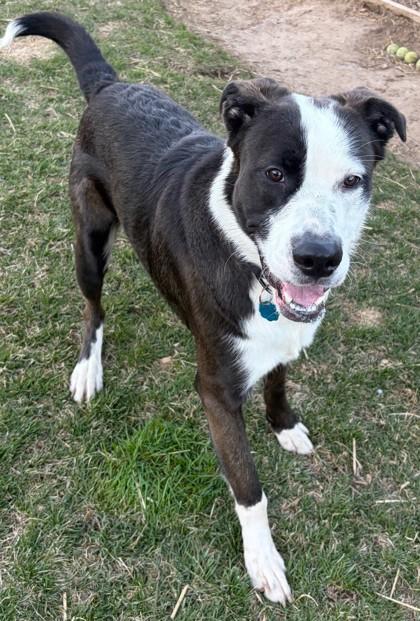 Max, Adoptable, Adult Male Terrier & Mixed Breed.