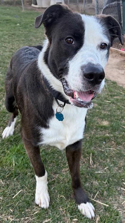 Enlarge Max, a Adoptable mixed breed in Baraboo, WI image 2/2