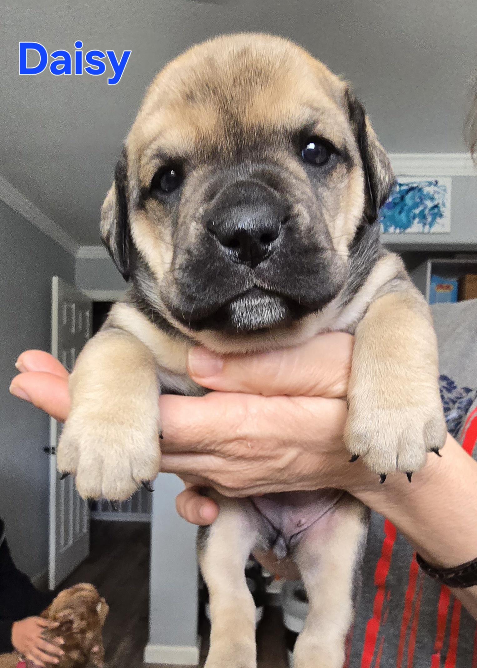 Daisy, Adoptable, Puppy Female English Bulldog.