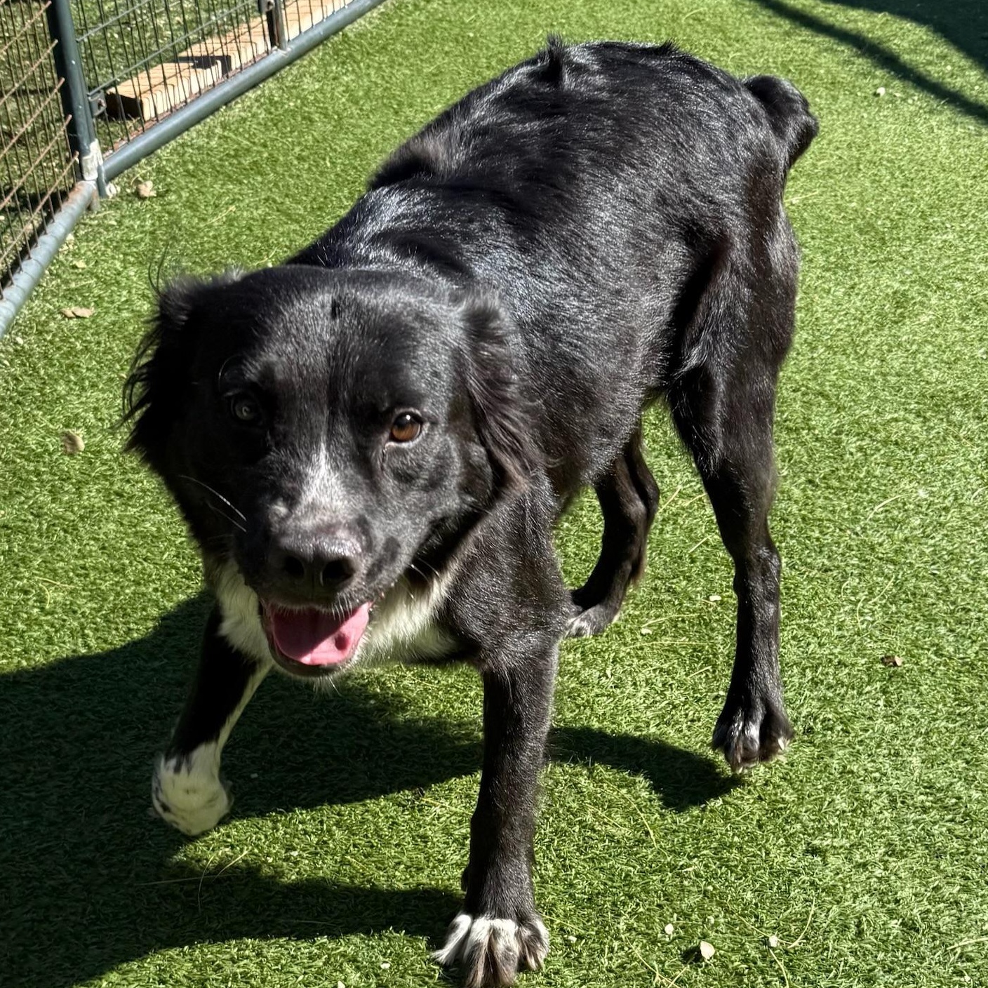 Mocha, a Adoptable mixed breed in Groton, CT image 3/5