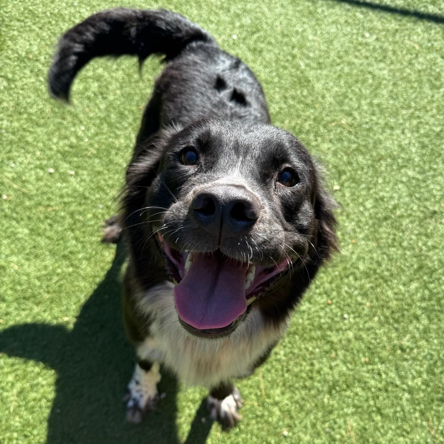 Mocha, Adoptable, Adult Female Border Collie.
