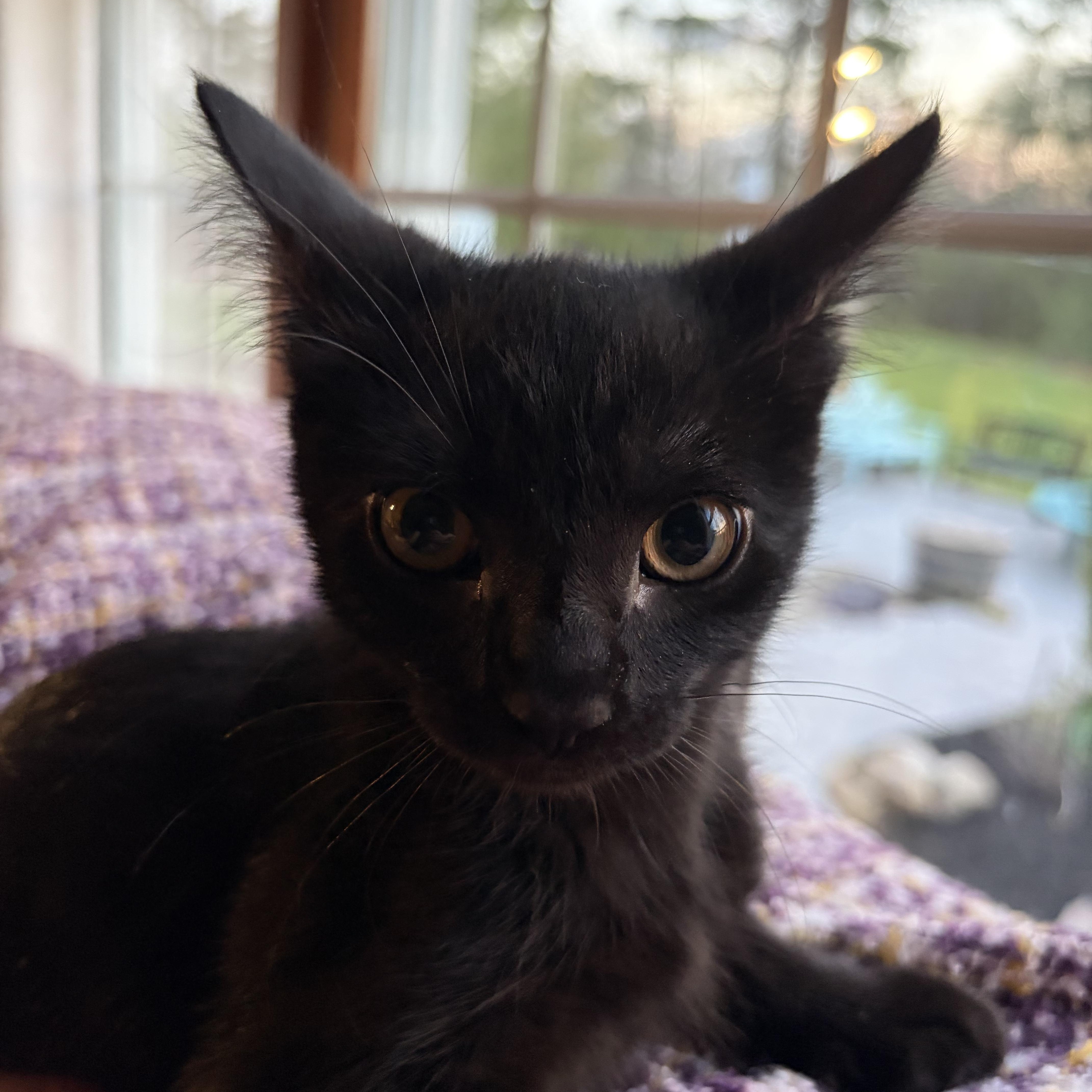 Scooby, adopted, Kitten Male Domestic Short Hair.