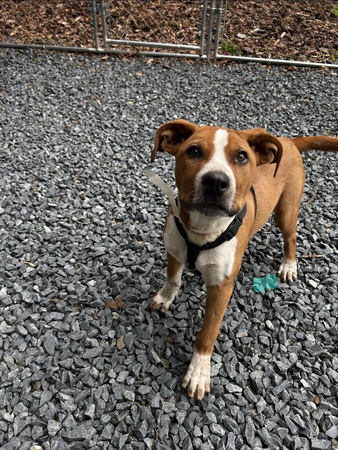 Owen, Adopted, Young Male Pit Bull Terrier.