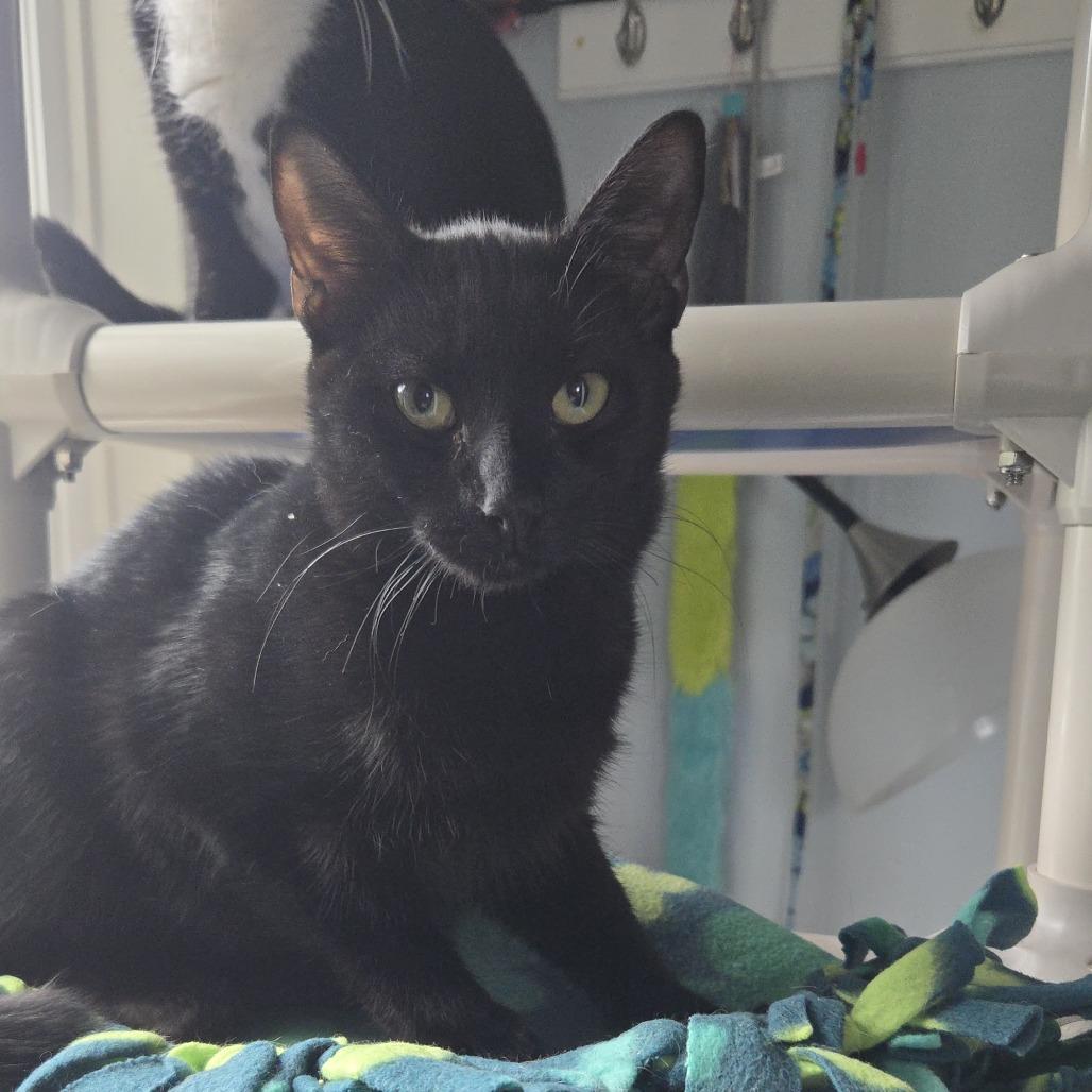 Enlarge Ladle, a Adoptable Domestic Short Hair in Salisbury, MA image 1/4