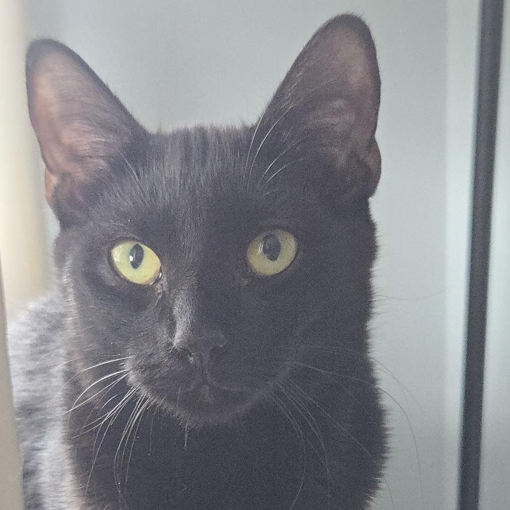 Enlarge Ladle, a Adoptable Domestic Short Hair in Salisbury, MA image 2/4