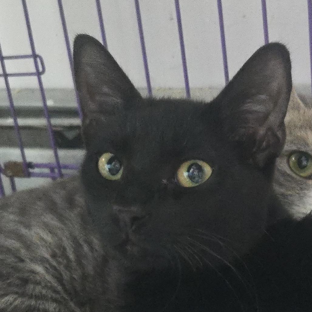Ladle, Adoptable, Adult Male Domestic Short Hair.