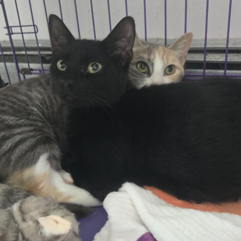 Enlarge Ladle, a Adoptable Domestic Short Hair in Salisbury, MA image 2/2