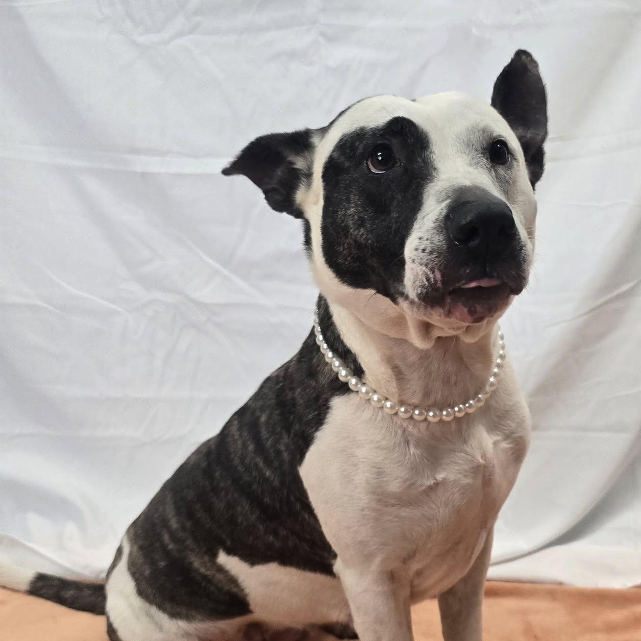 Enlarge Holly, a Adoptable mixed breed in Milledgeville, GA image 1/4