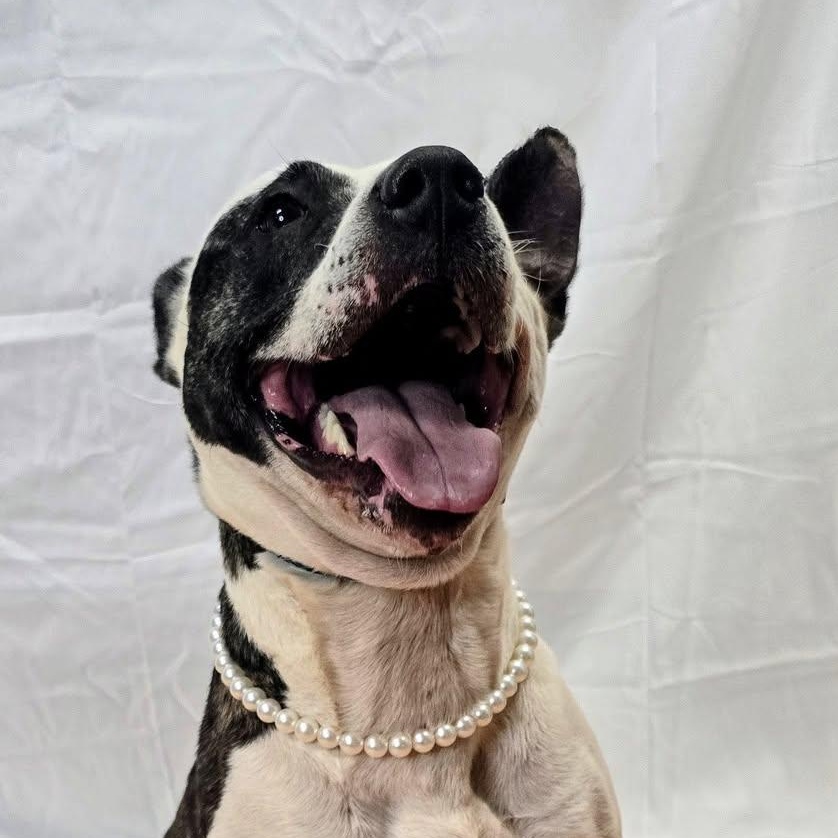 Enlarge Holly, a Adoptable mixed breed in Milledgeville, GA image 2/4