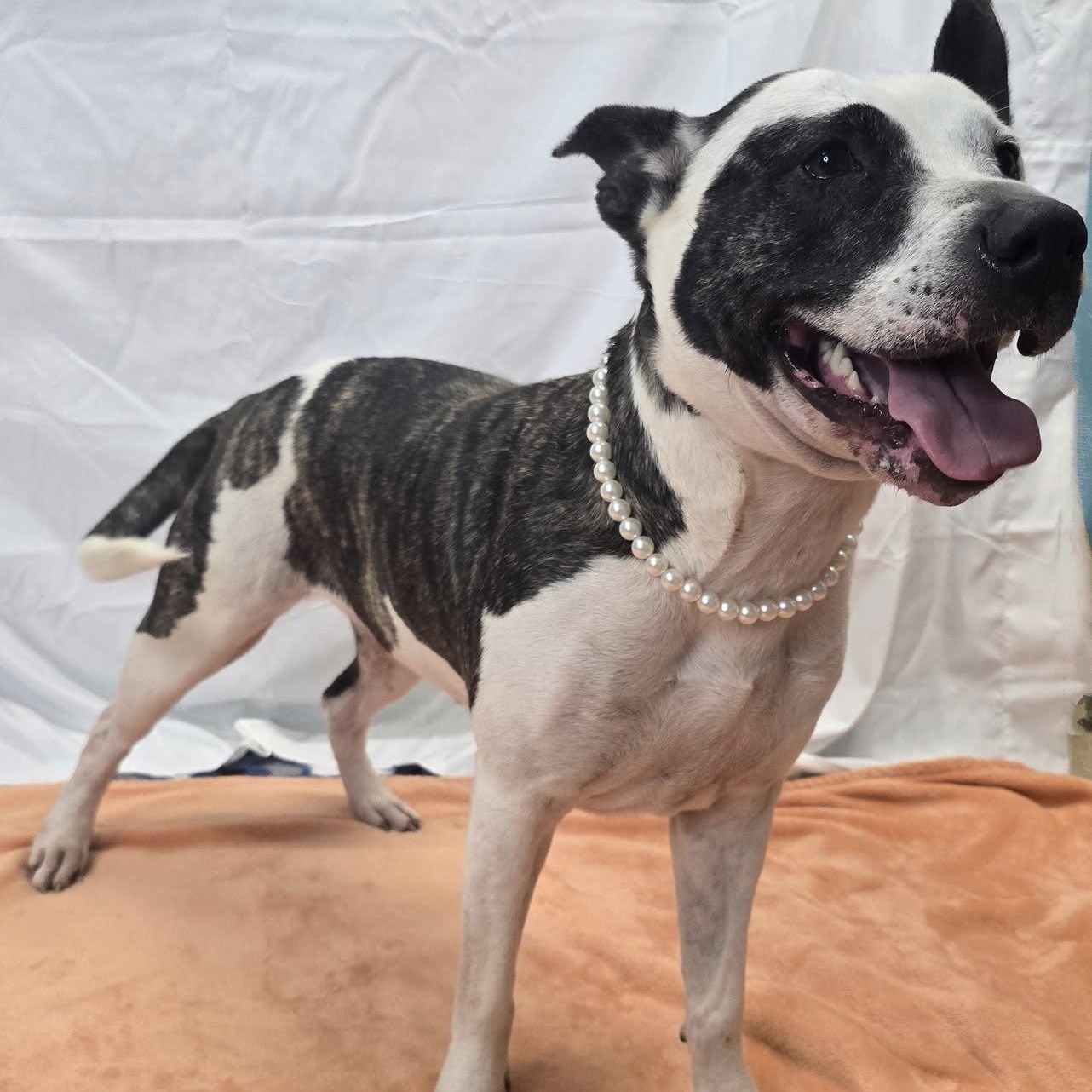 Enlarge Holly, a Adoptable mixed breed in Milledgeville, GA image 3/4