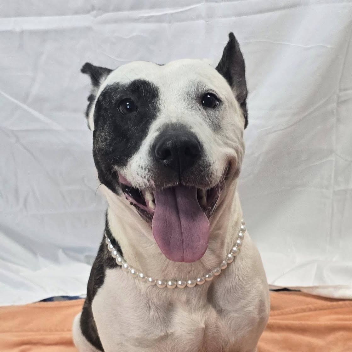 Enlarge Holly, a Adoptable mixed breed in Milledgeville, GA image 4/4