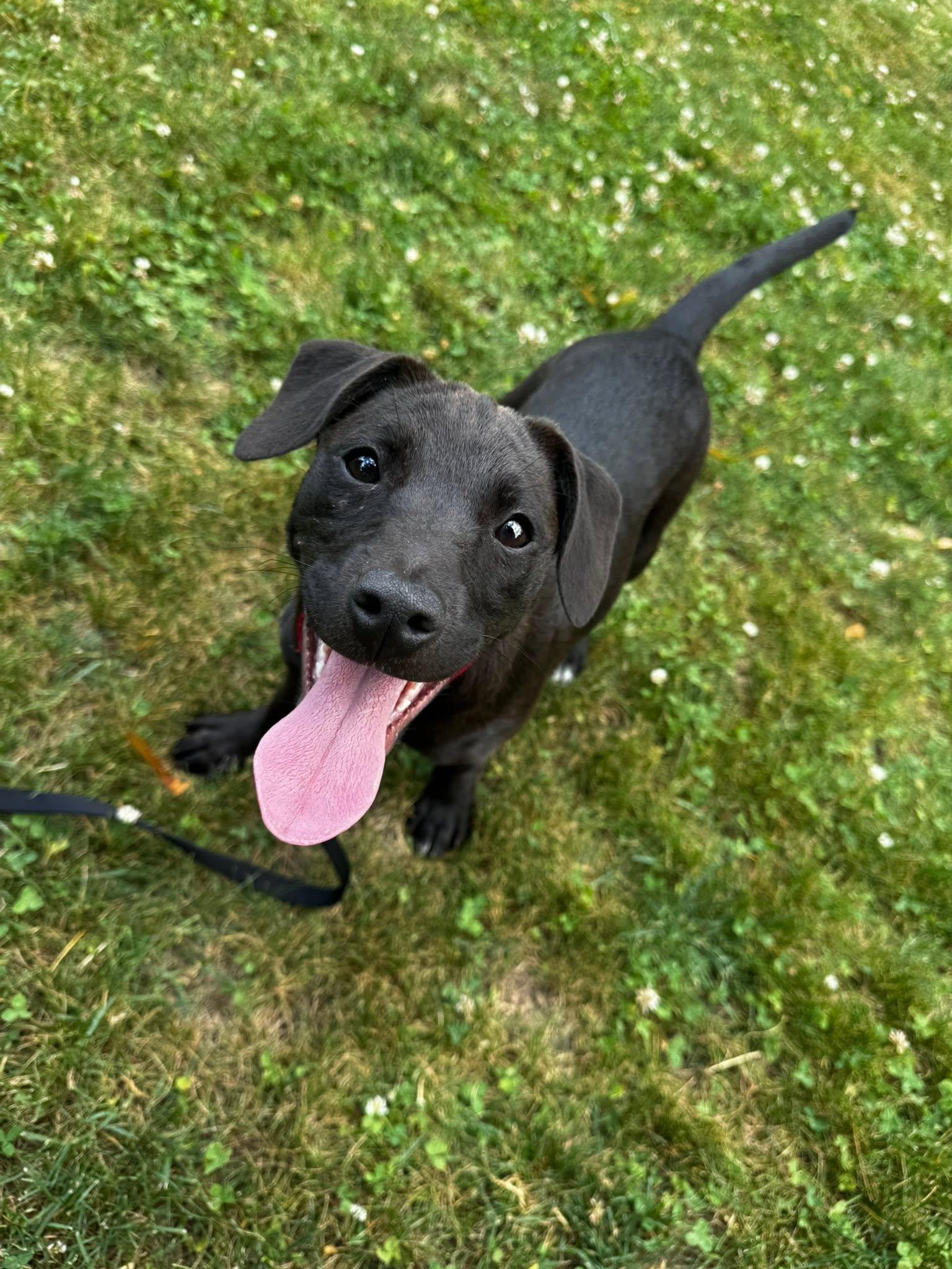 Tammy, Adoptable, Puppy Female Black Labrador Retriever.